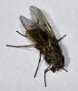 Phaonia tuguriorum